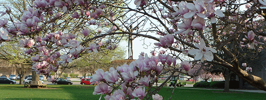 tree, spring, iu south bend, statue